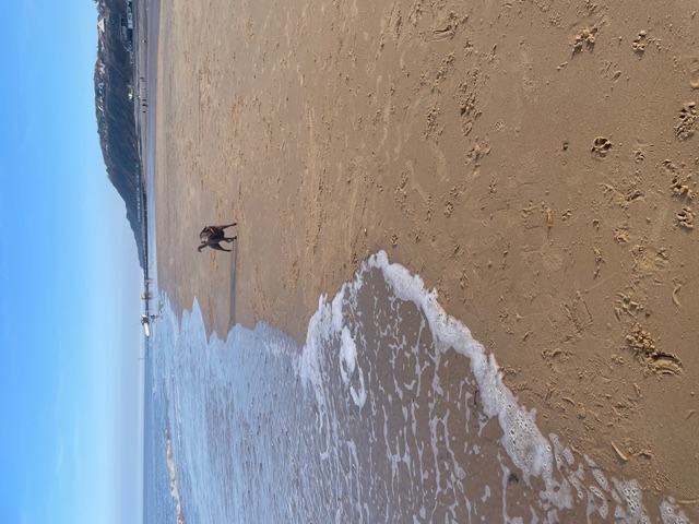 A dog on a North Devon beach