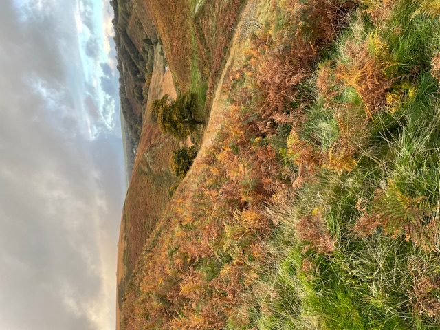 Moorland scenery near Blinsham