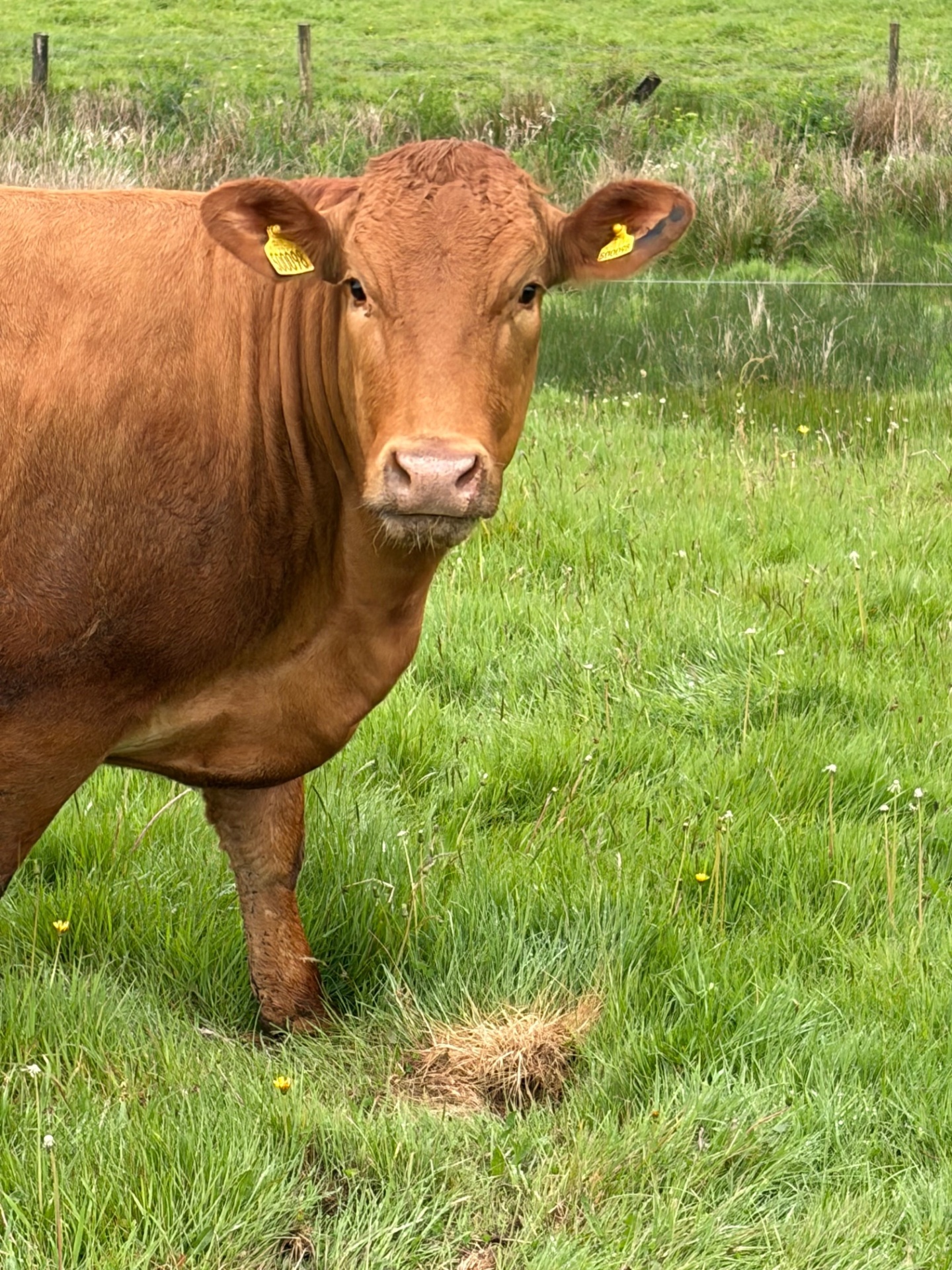 South Devon cow at Blinsham